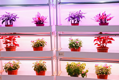 植物生長補光